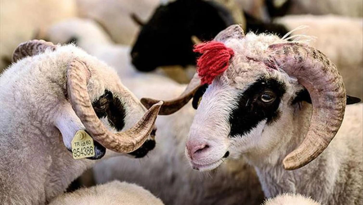 Qurban bayramı ilə bağlı qaydalar açıqlandı