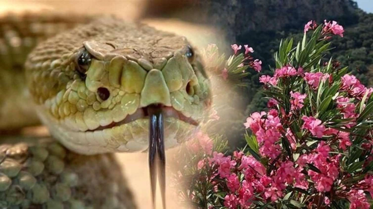 Bu populyar bitki sən demə ilanları evə cəlb edirmiş