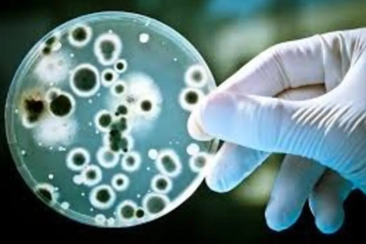 Belçikada Salmonella virusuna yoluxanların sayı kəskin artdı
