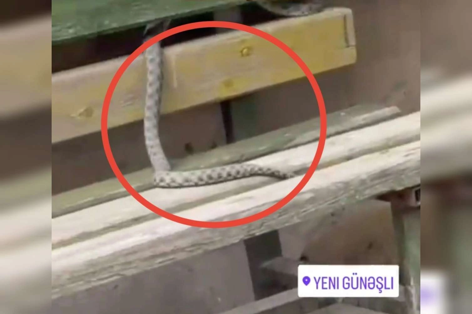 Yeni Günəşlini ilan basıb