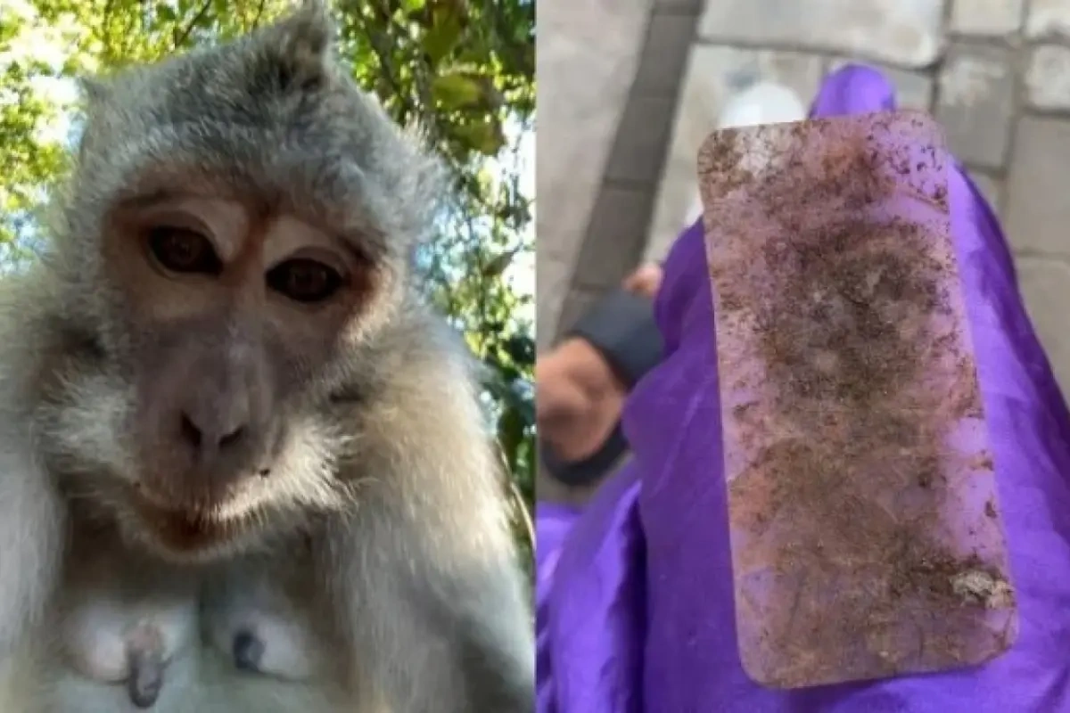 Meymun turistin telefonunu oğurlayıb selfi çəkdi - Foto