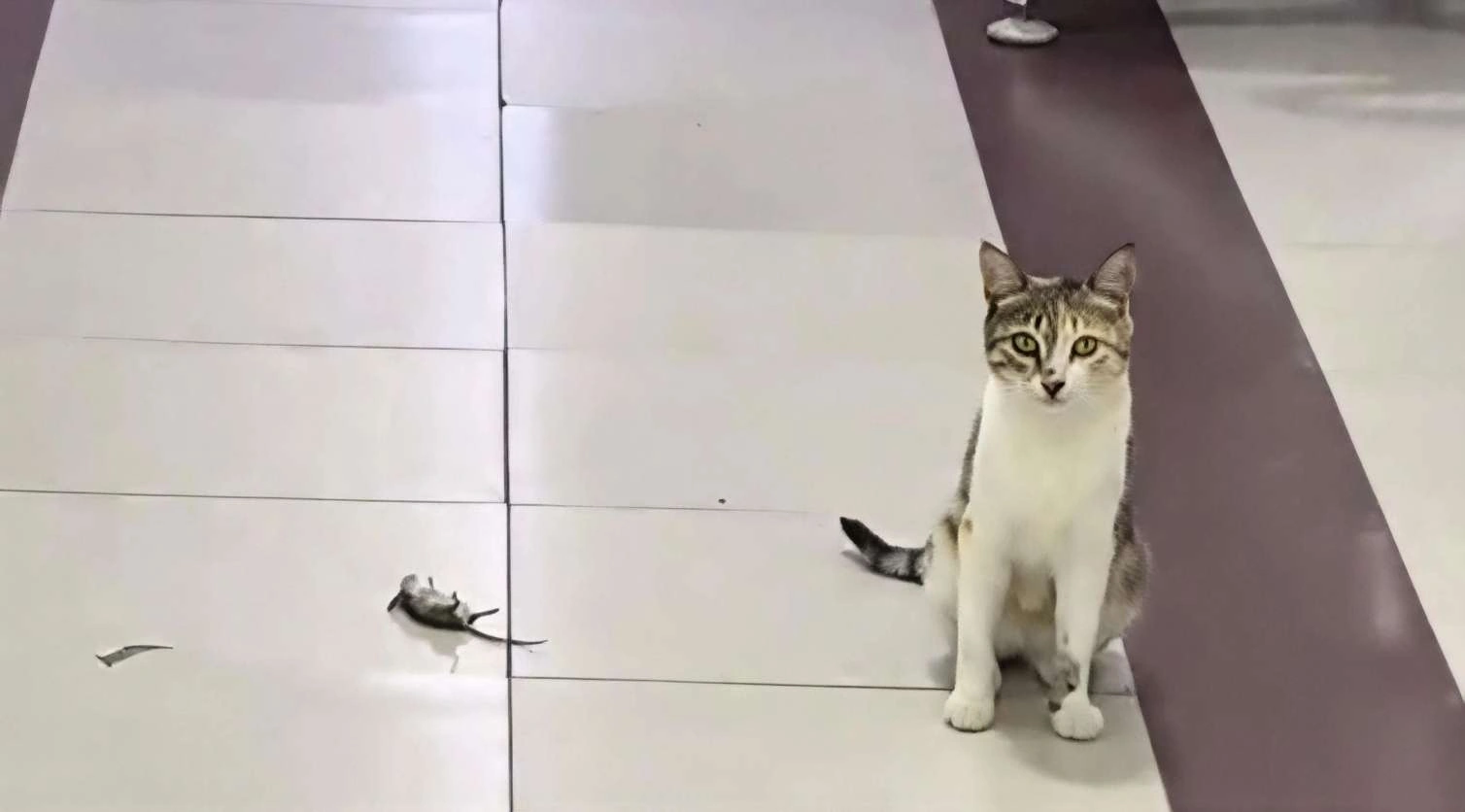 Bu xəstəxanada pişik siçanı ovlayarkən görüntüləndi