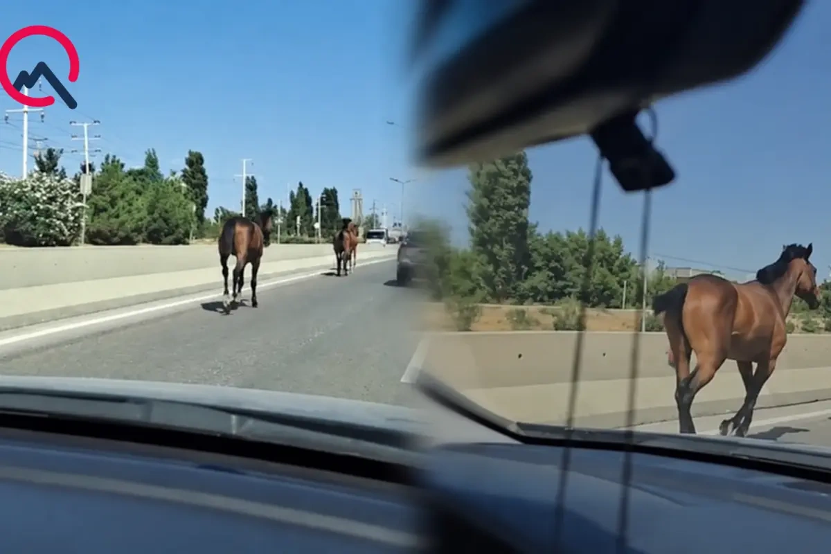 Bakıda magistralla qaçan cins atlar kimindir? - Video