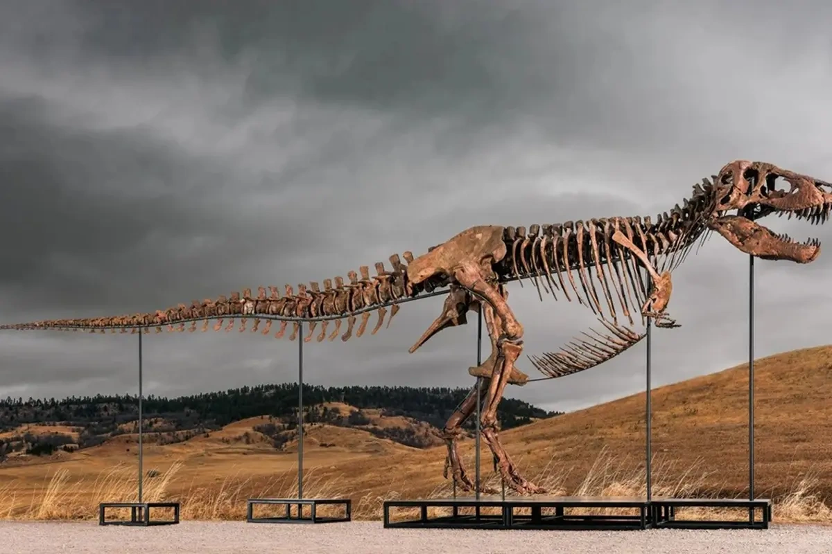 ABŞ-də dinozavr skeleti rekord qiymətə satıldı