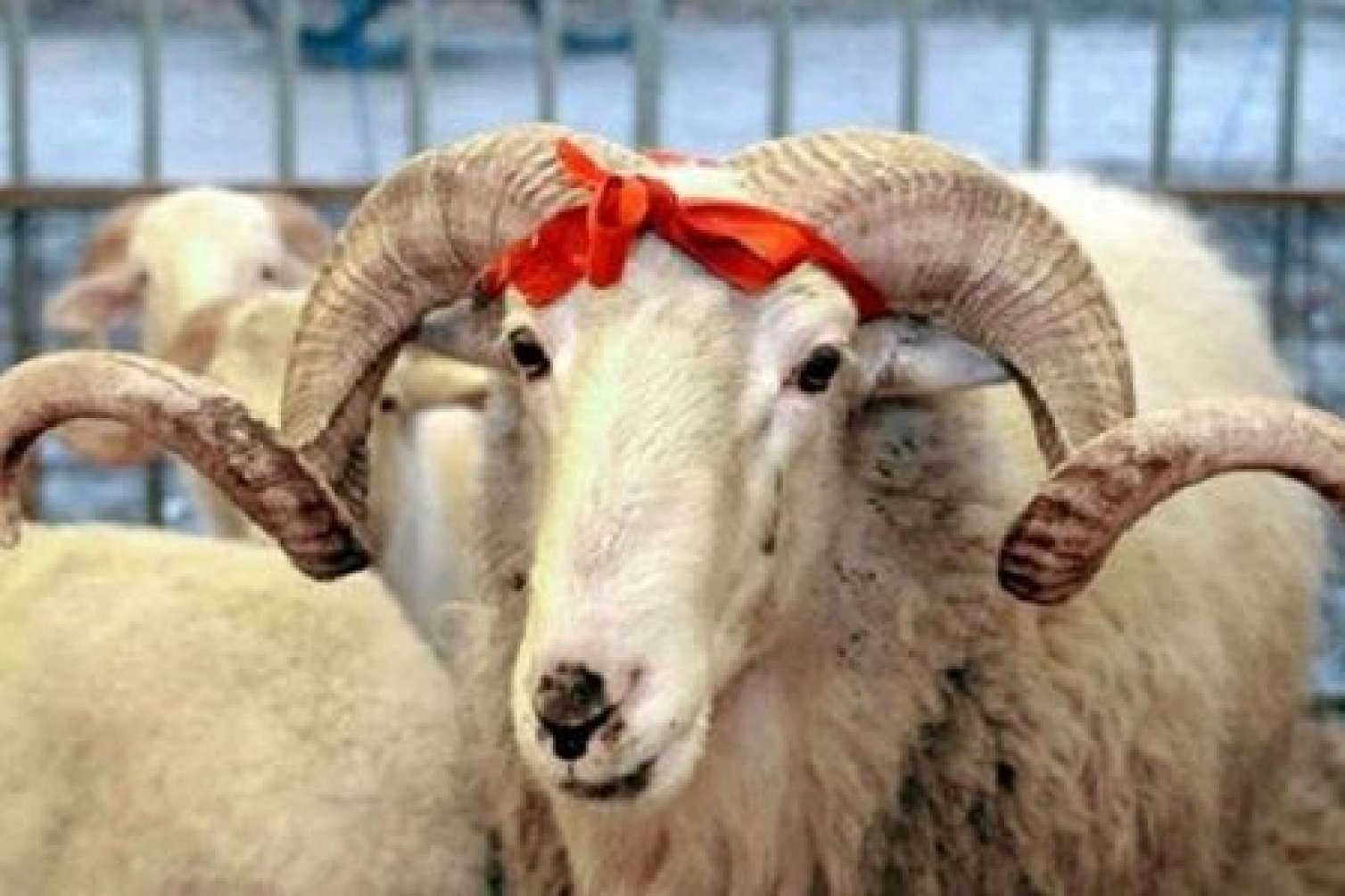 Bayram günü Azərbaycanda nə qədər qurban kəsilib?