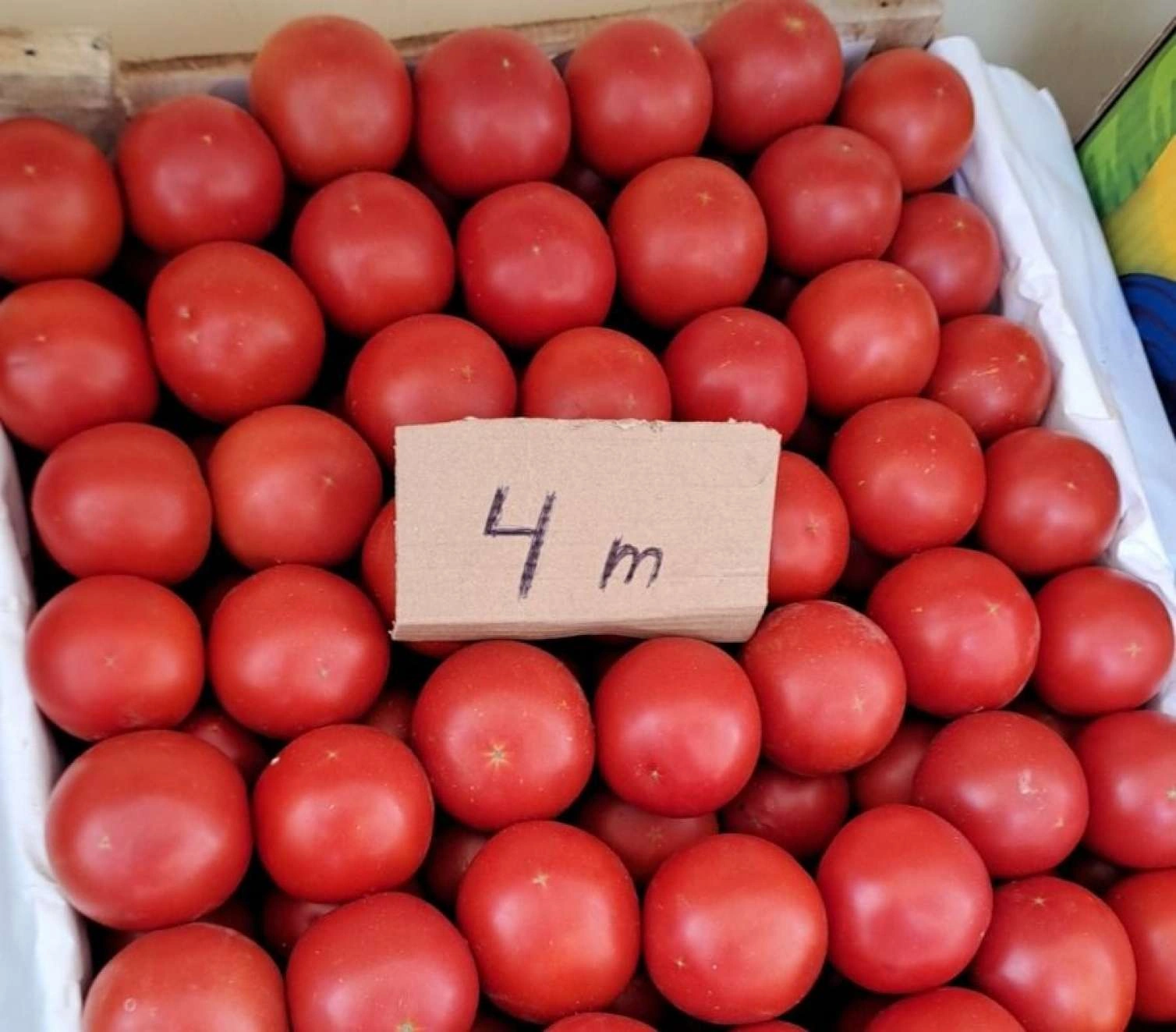 Pomidor yenə bahalaşır?
