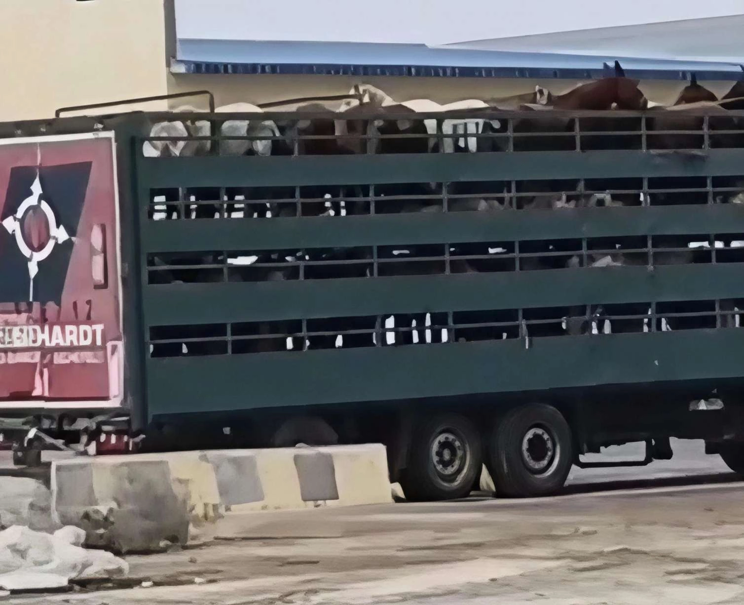 “Azərbaycanda at qoymayıblar qala, Qazaxıstana aparırlar” –