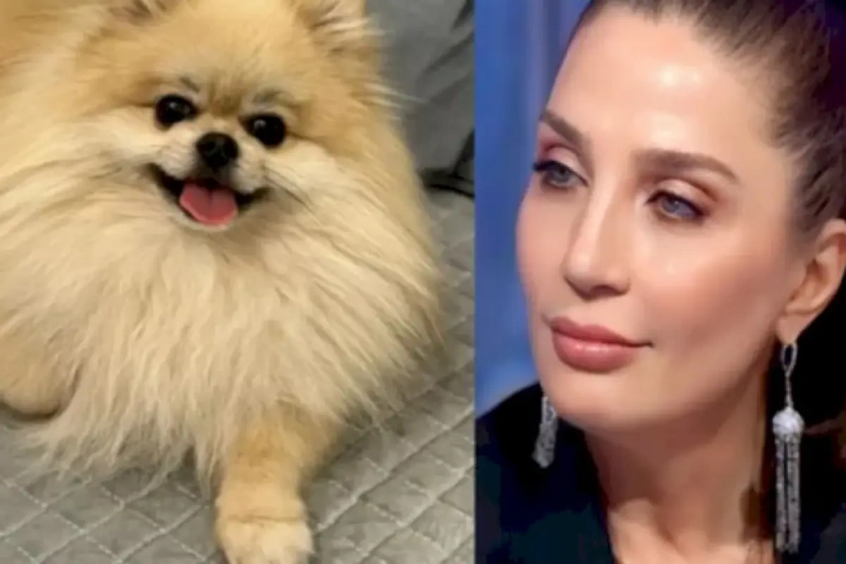 Əməkdar artist itini axtarır