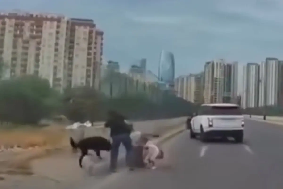 Bakıda sahibsiz it uşaqlı qadına hücum etdi - Video