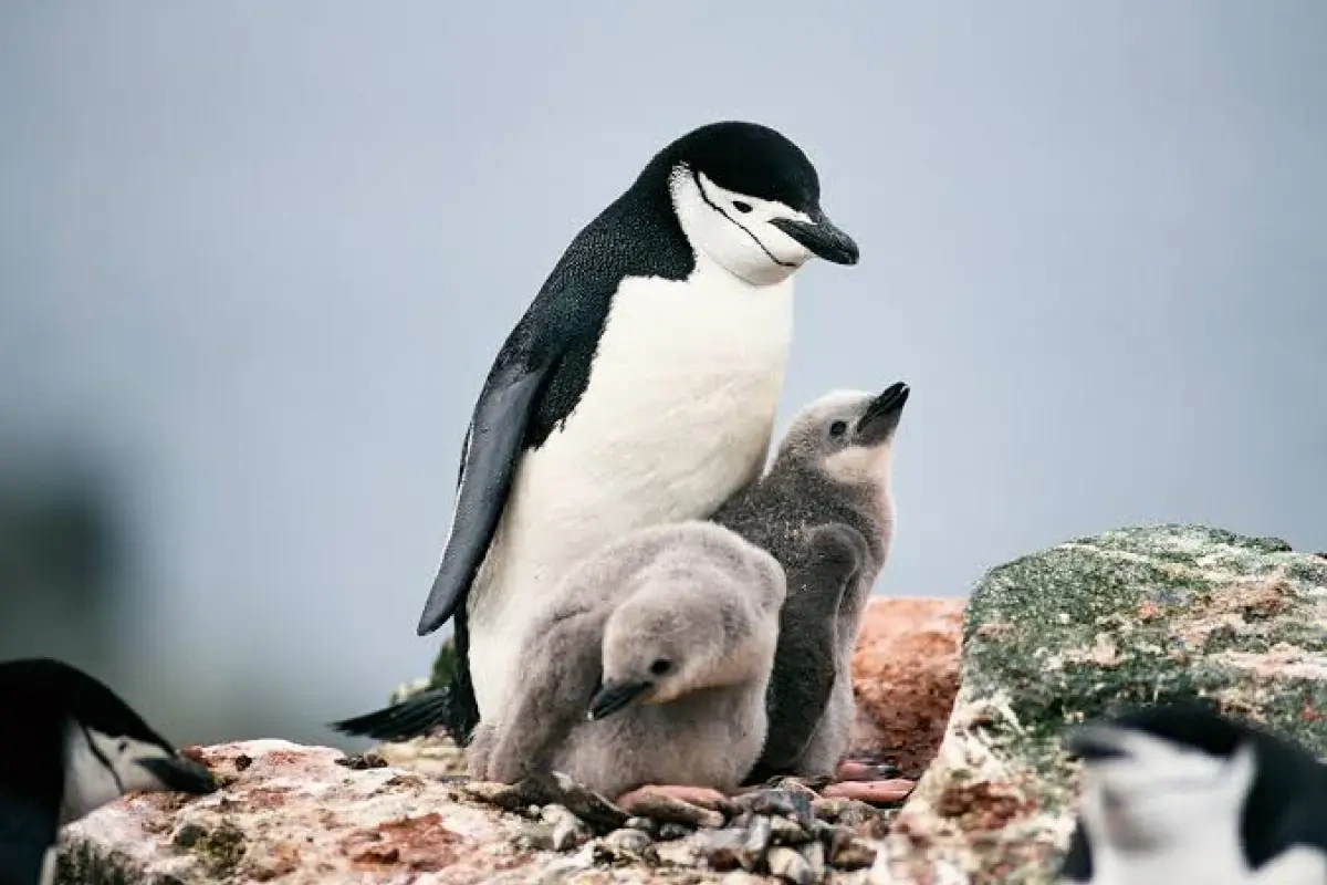Sərinləmək istəyən pinqvin zooparkdan qaçdı
