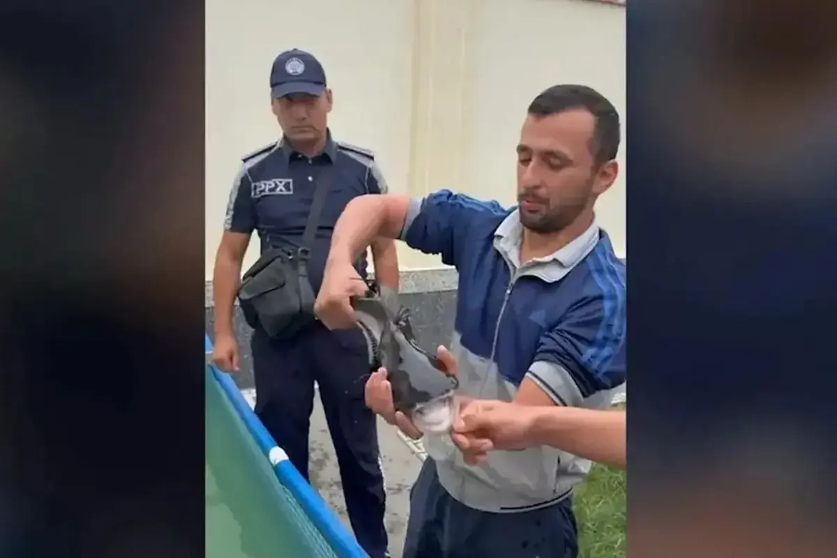 Zirzəmidə köpəkbalığı saxladığı iddia edildi - Video