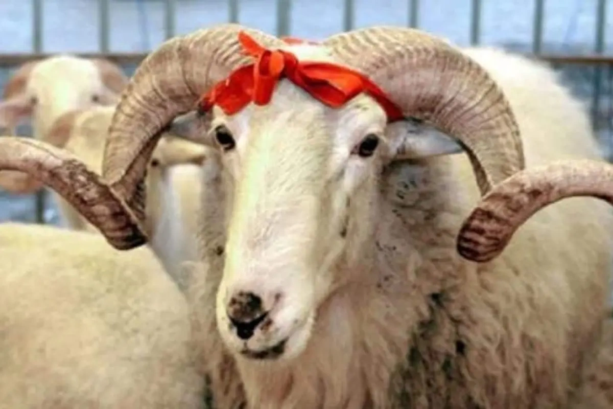 Qurbanlıq heyvan satışı və kəsimi üçün hazırlıqlar başladı - Siyahı
