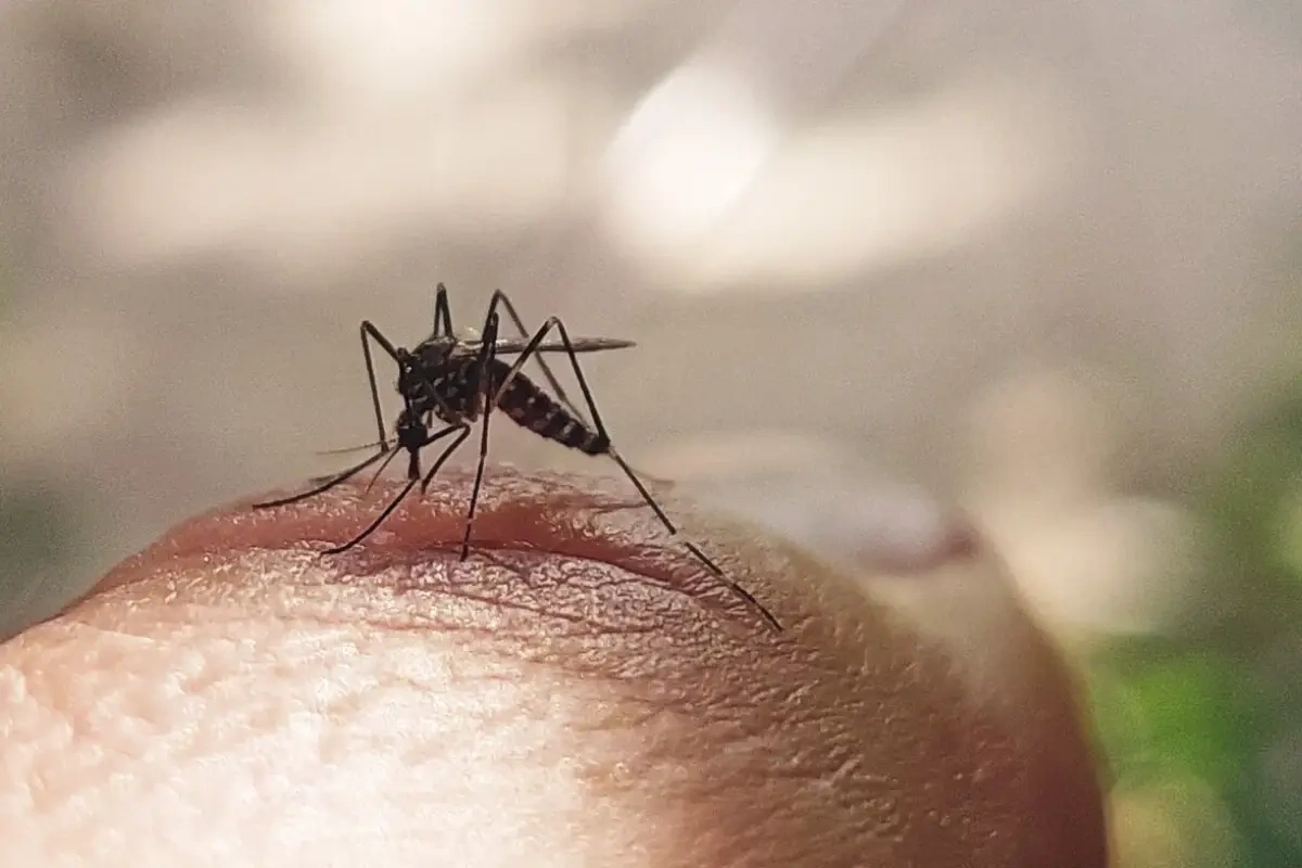 Gürcüstanda təhlükəli virus aşkarlandı