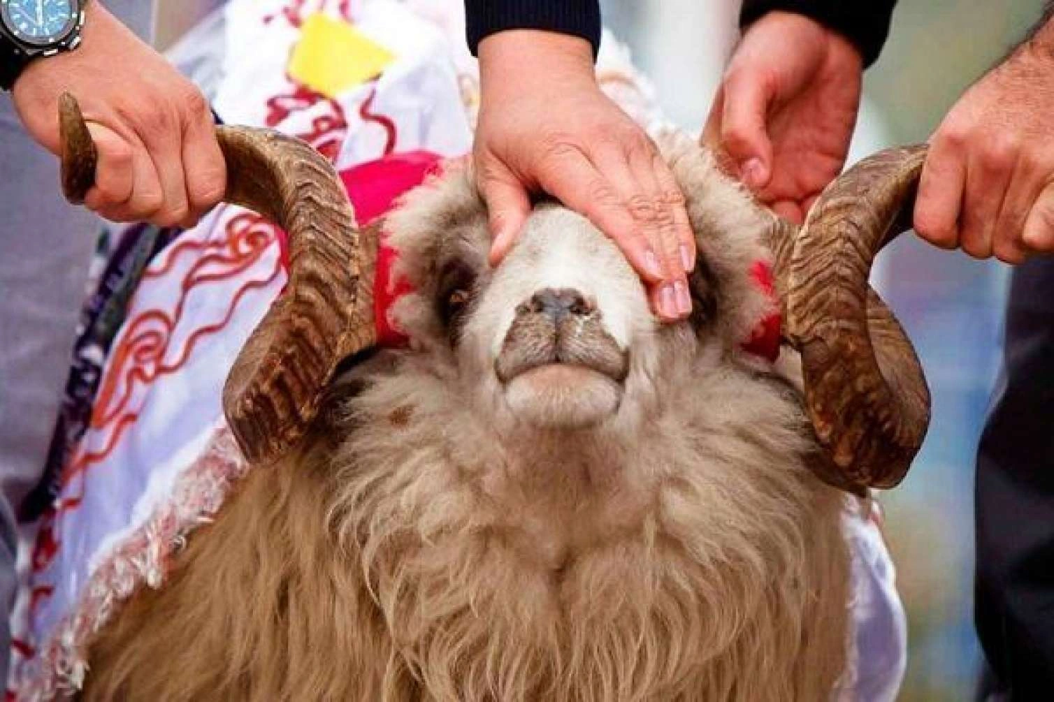 Qurban bayramı ilə bağlı fətva verildi