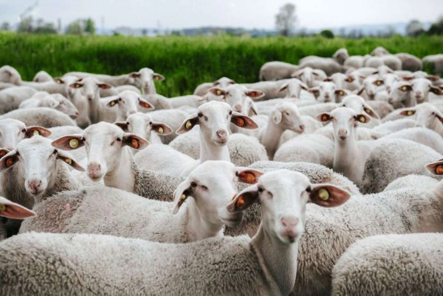 Azadlığını nazirliyin qoyunlarına görə qurban verdi