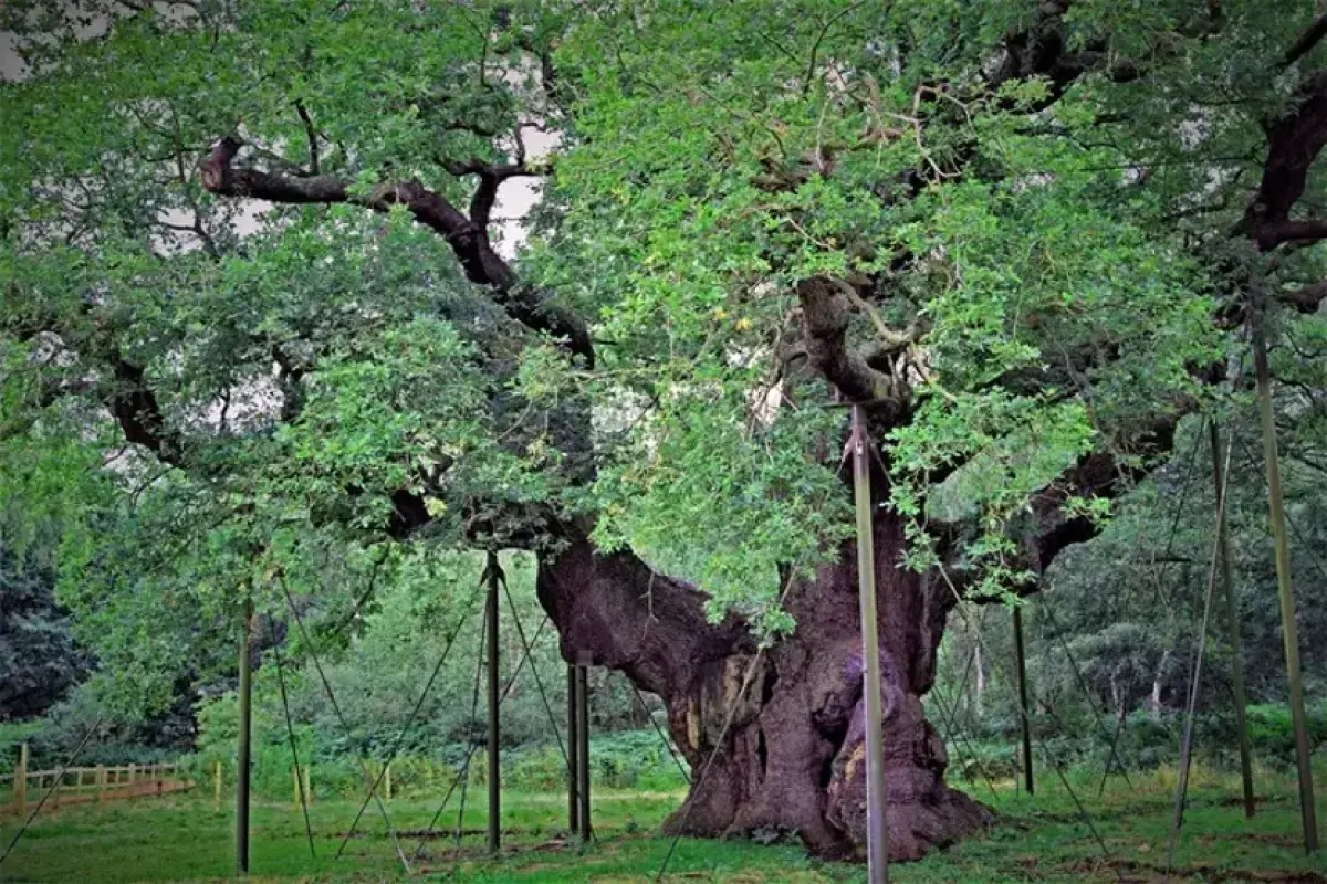 12 əsrlik əfsanə öldü: Robin Qudun yuvası qurudu!