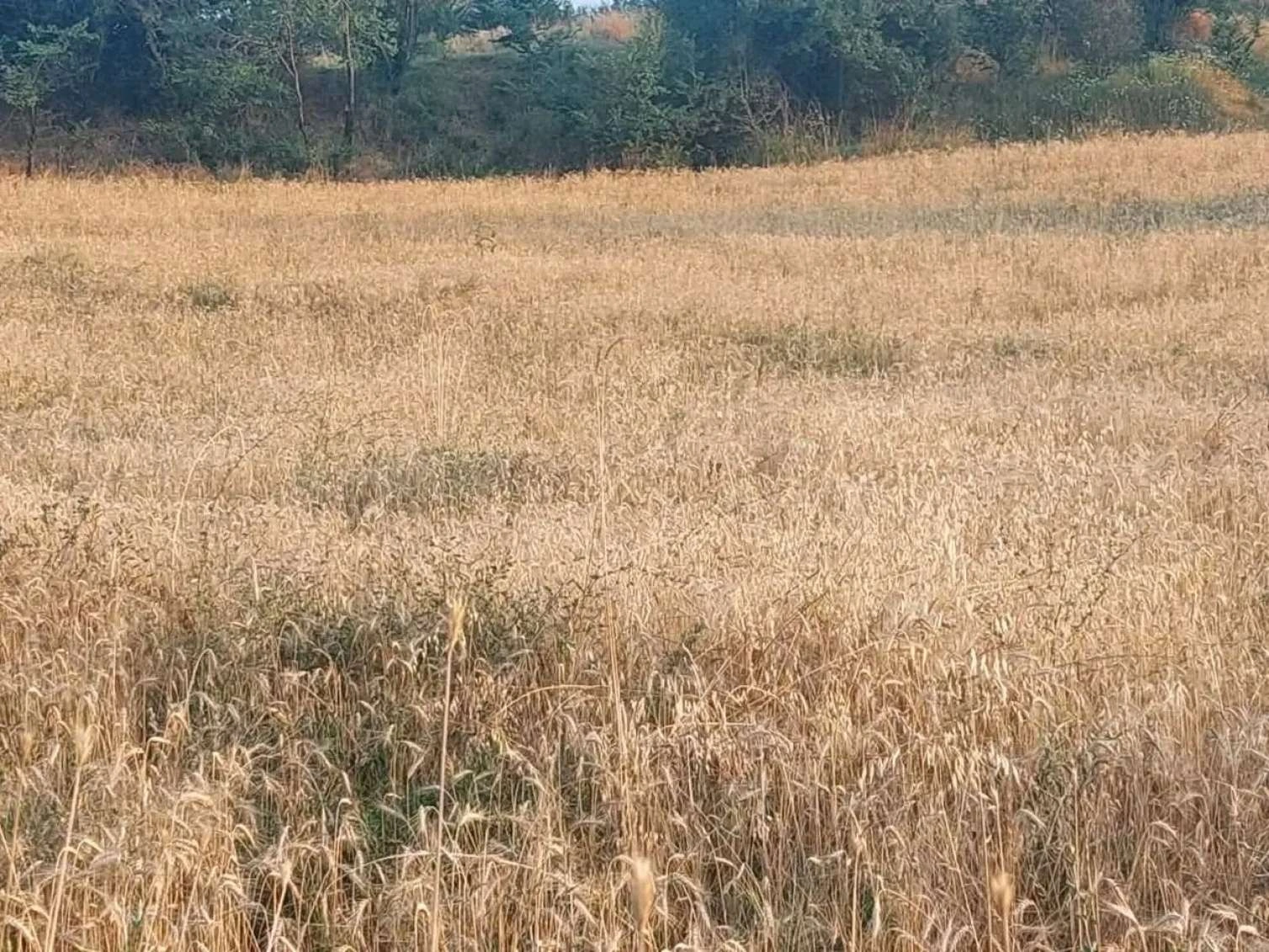 Yardımlıda zəmilər göz görə-görə