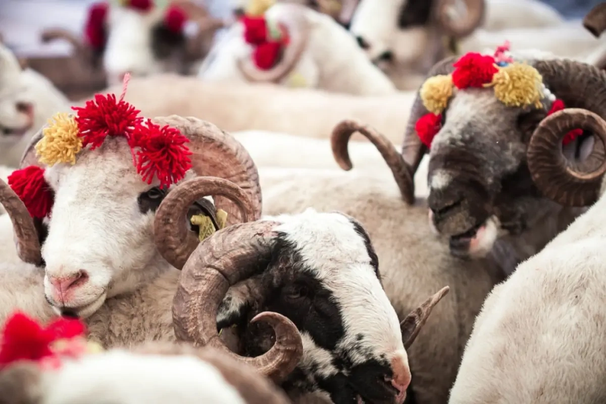 “Qurbanlıq digər heyvanın gözü qarşısında kəsilməməlidir”
