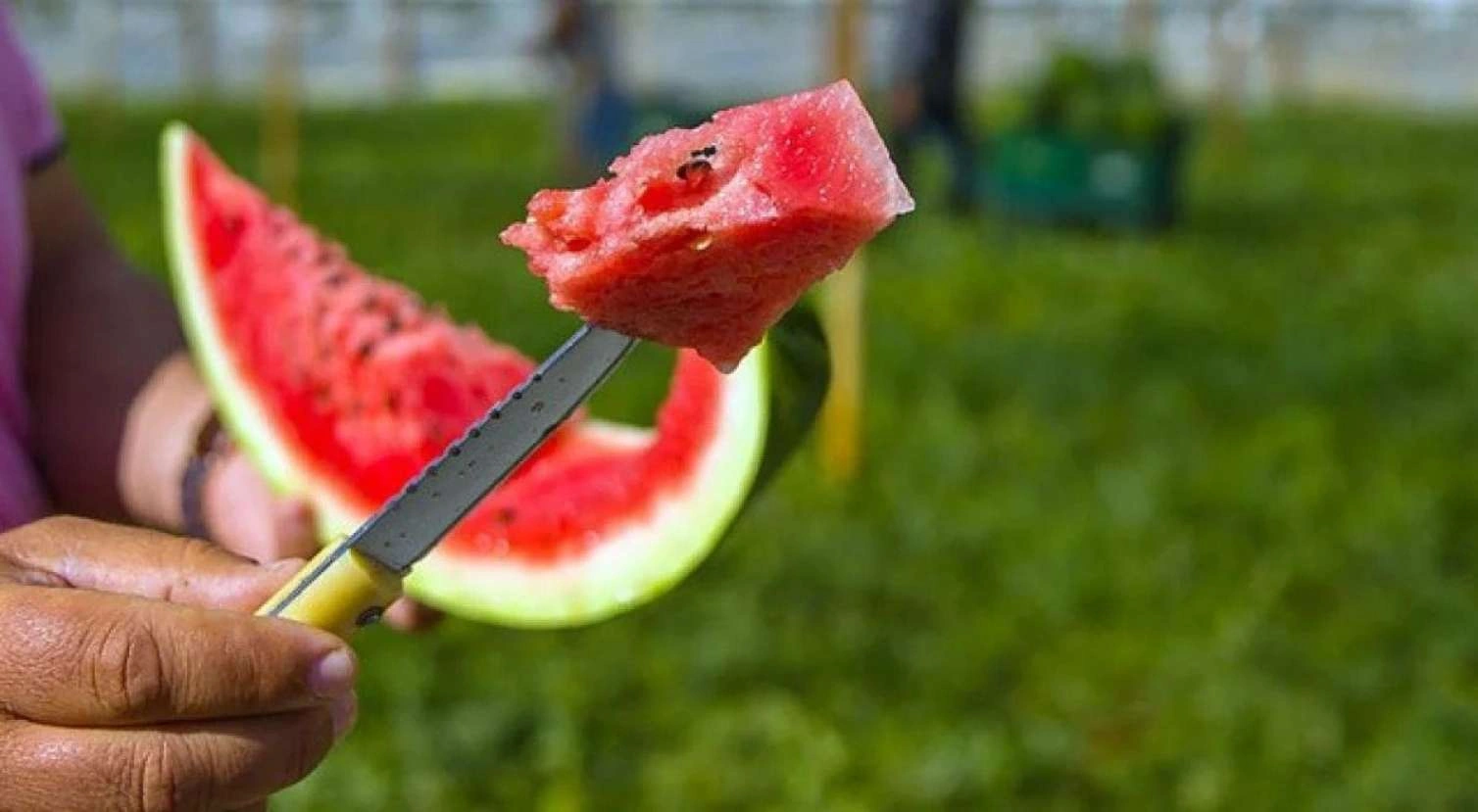 Qarpızdan zəhərlənməmək üçün