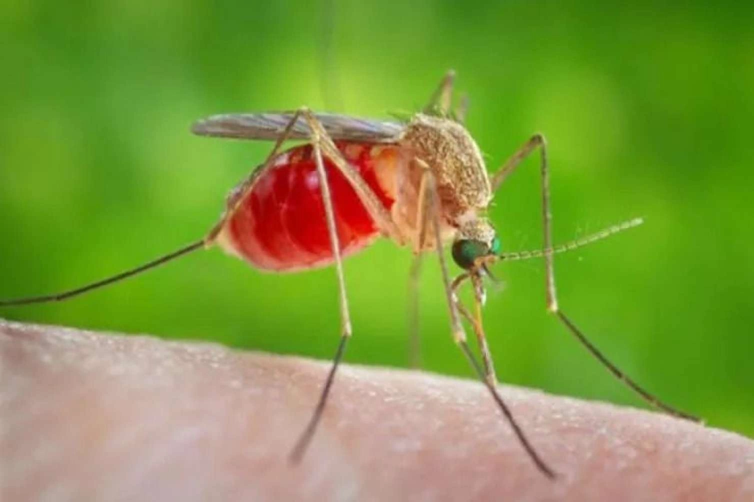 Ağcaqanad mənşəli təhlükəli virus yayılır