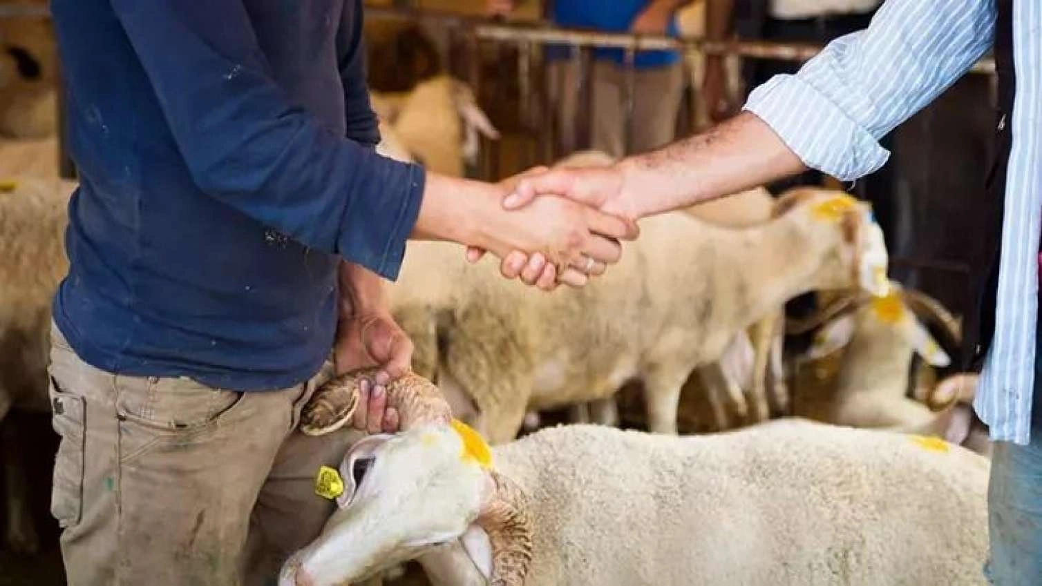 Qurbanlıq heyvanlar BAHALAŞDI -