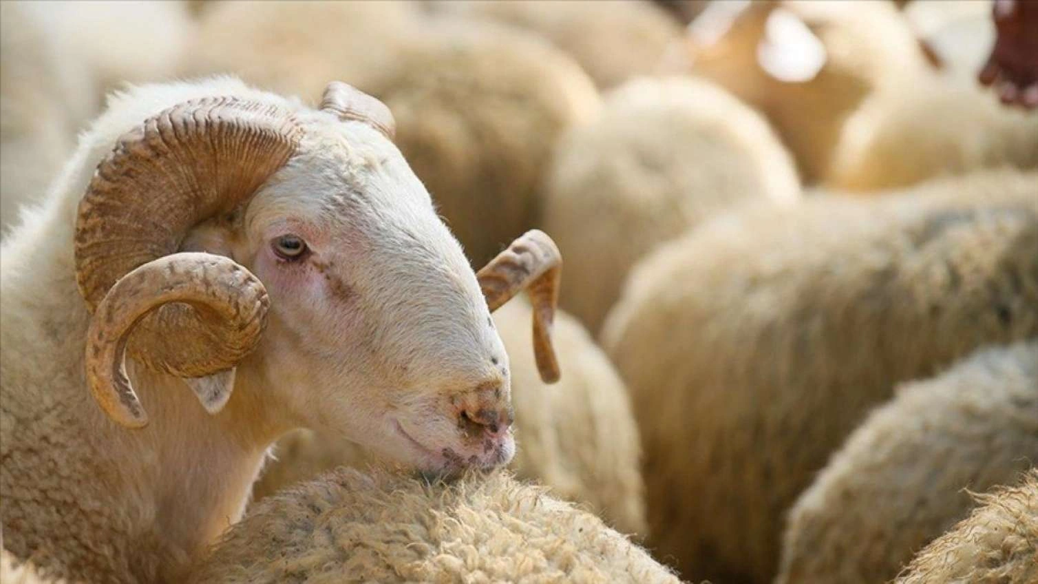 Qurban kəsmək üçün yerlərin