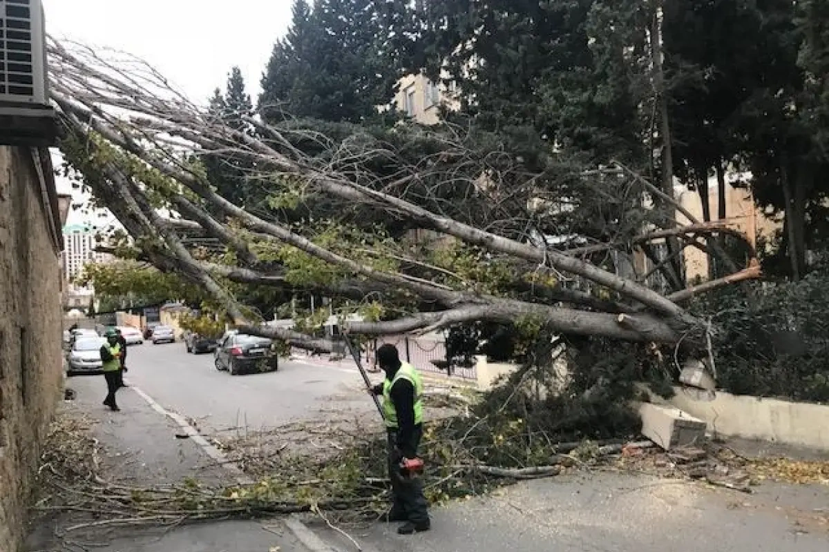 Bakıda güclü külək 7 ağacı aşırdı