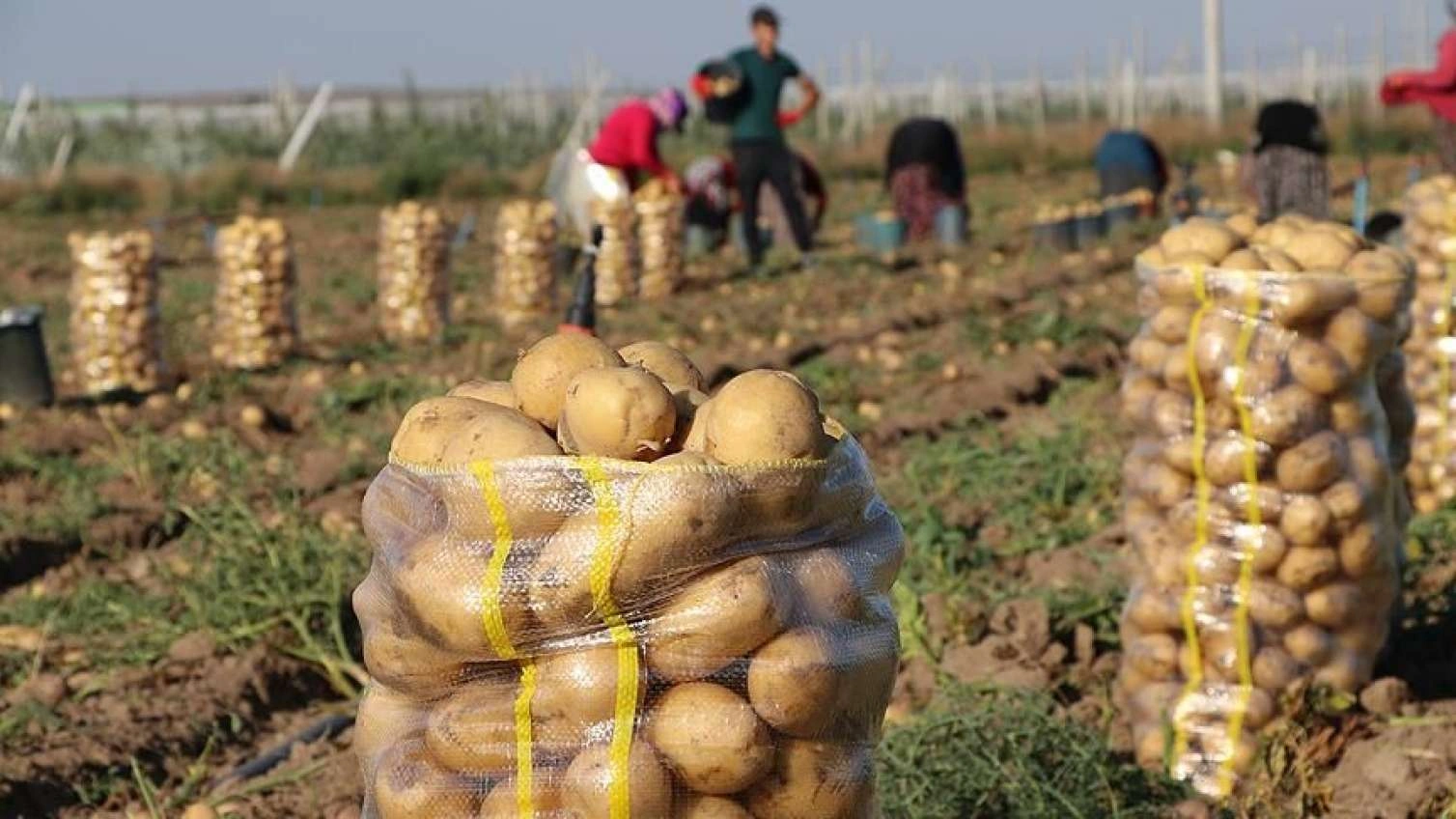 Azərbaycan kartofdan milyonlar qazandı