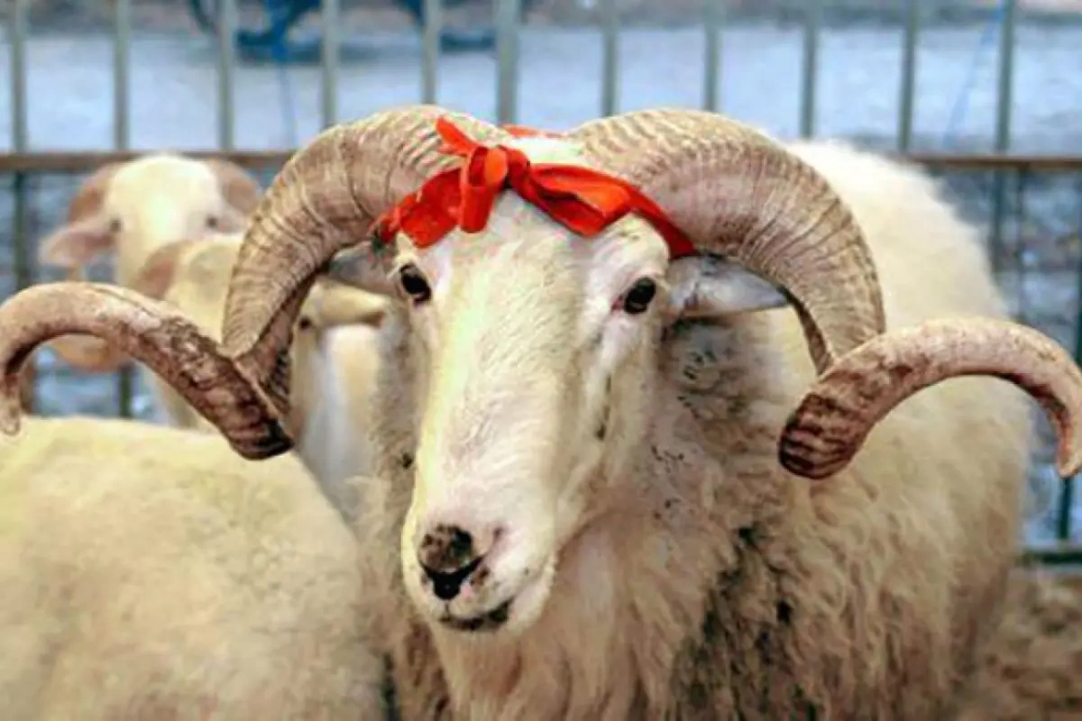 Qurban bayramı yaxınlaşır: Bazarda qiymətlər necədir?